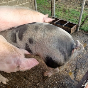 Vand porci, 18 lei in viu - imagine 3