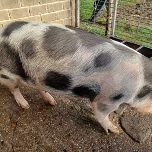 Vand porci, 18 lei in viu - imagine 2