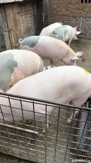 porci de vanzare - imagine 2