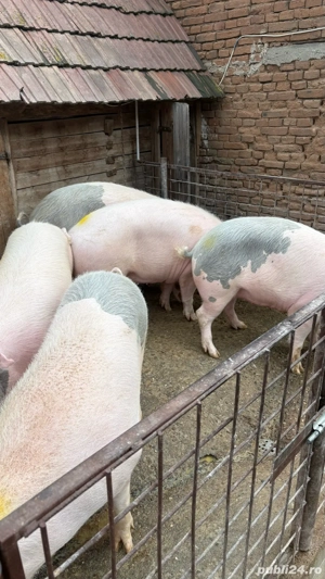 porci de vanzare