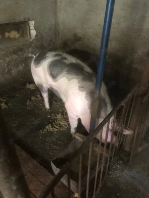 Porci de casa de vanzare - imagine 4