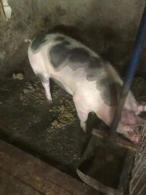 Porci de casa de vanzare