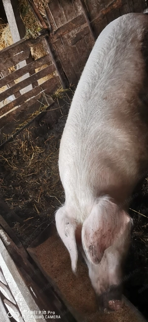 Vând porc  - imagine 5