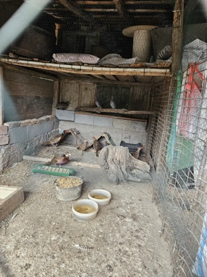 Fazan comun tineret. - imagine 2