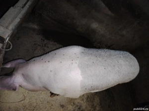 Porc pt Crăciun  - imagine 4