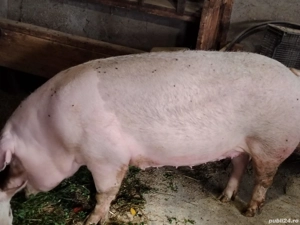 Porc pt Crăciun  - imagine 3