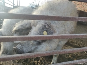 vând mangalița  - imagine 2