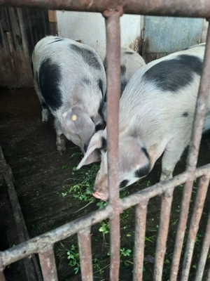 Porci crescuți natural - imagine 2