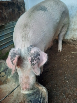 Porci crescuți natural - imagine 4