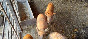 Purcei rasa Mangalița  - imagine 3