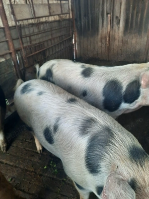 Porci crescuți natural - imagine 5