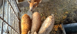 Purcei rasa Mangalița  - imagine 2