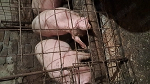 Purcei de vânzare - imagine 3