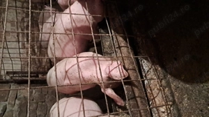 Purcei de vânzare - imagine 4