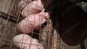 Purcei de vânzare - imagine 2