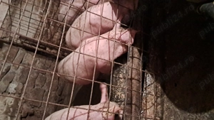 Purcei de vânzare - imagine 5