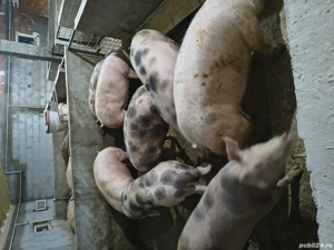 Vand porci - imagine 2