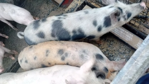 Porci rasa carne - imagine 4