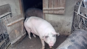 Vand porci rasa carne