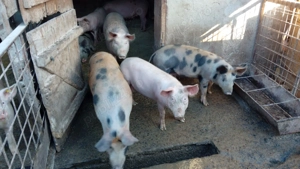 Porci rasa carne - imagine 5