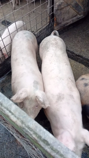 Porci rasa carne - imagine 2