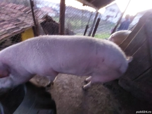 Porc de vânzare  - imagine 2
