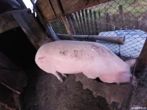 Porc de vânzare 
