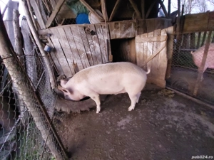 Porc de vânzare 