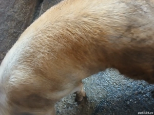 porci de vânzare rasă duroc de la 30 kg la 250kg - imagine 3