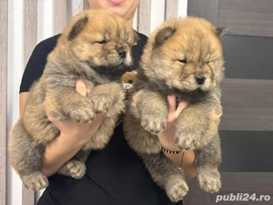 Chow Chow pufoșenie catel  - imagine 3