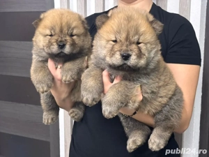 Chow Chow pufoșenie catel 