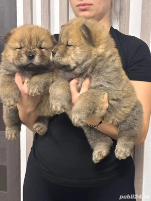 Chow Chow pufoșenie catel  - imagine 5