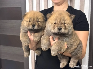 Chow chow rasa pura 