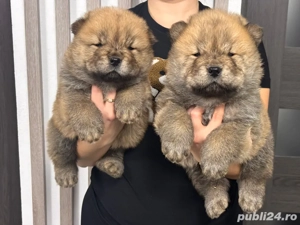 Chow Chow pufoșenie catel  - imagine 2