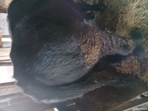 tăuras de vânzare 1,7luni - imagine 3