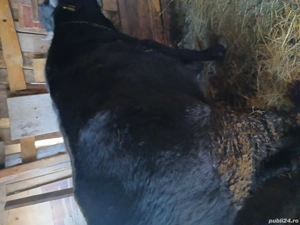 tăuras de vânzare 1,7luni - imagine 2