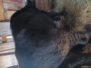 tăuras de vânzare 1,7luni - imagine 4