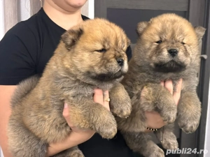 Chow chow rasa pura pufosenie - imagine 5