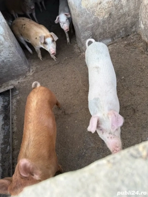 vand purcei  - imagine 3