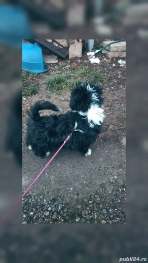 vand bichon  - imagine 2