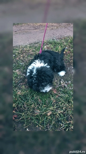 vand bichon  - imagine 3