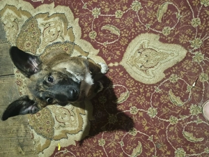 Vând cățelușa molinolis belgian original de 2 luni știe și unele comenzi deja  - imagine 3