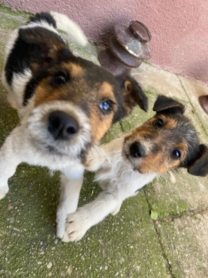 Cățeluși de vânzare