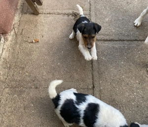 Cățeluși de vânzare - imagine 4