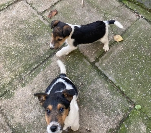 Cățeluși de vânzare - imagine 2