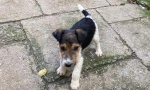 Cățeluși de vânzare - imagine 5