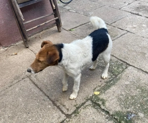 Cățeluși de vânzare - imagine 3