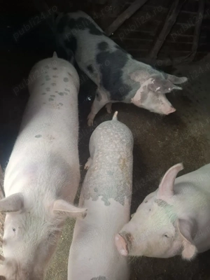 Vând porci  între  80-250 kg