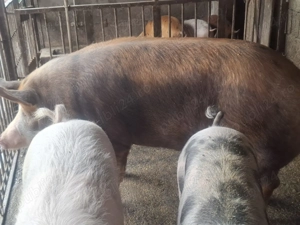Vând porci  între  80-250 kg - imagine 4