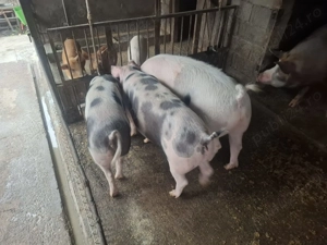 Vând porci  între  80-250 kg - imagine 5